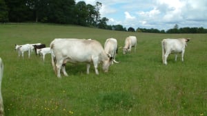 Native Breeds and the National Food Strategy