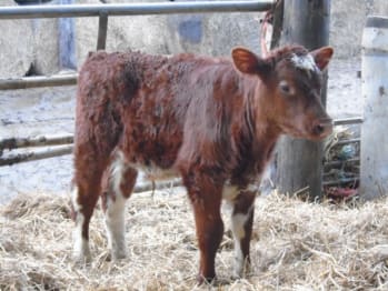 Brown and white Dairy Shorthorn calf stood up