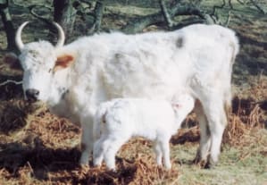 Chillingham cow and calf, white and horned