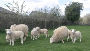 Registered Whiteface Dartmoor Ewes and Lambs- Colchester