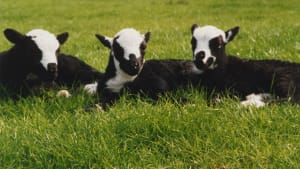Welsh Government’s native breeds proposals