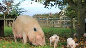 AHDB Small Scale Pig Producer Club webinar