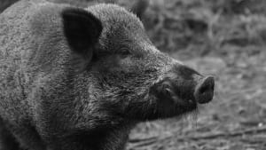 Silent killers: African Swine Fever