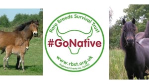 Rare Breed Briefing -Conserving our native equines