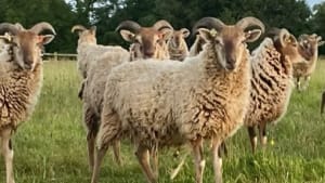 Pedigree Castlemilk Moorit Shearling ewes- Somerset