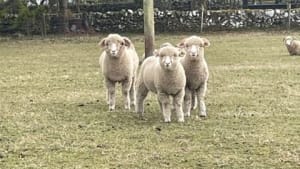 Pedigree Dorset horn ewe lambs- Dumfries & Galloway