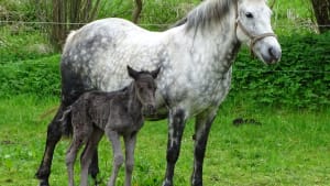 Calling all Eriskay ponies, Society to work with RBST on biggest ever DNA project