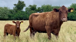 Fertility and the true  cost of calving difficulty and opportunity for native breeds