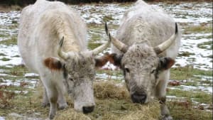 The Chillingham Wild Cattle