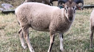 Castlemilk Moorit Ram Lambs – South West Scotland