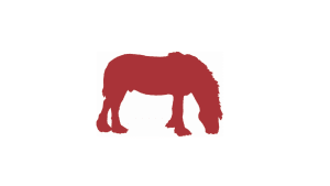Eriskay ponies for sale, possible loan- Perthshire