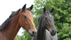 Hackney Horse and Pony