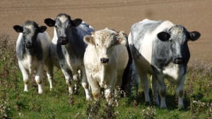 Rare Albion cattle recognised on the RBST Watchlist