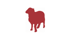 Castlemilk Moorit shearling ewes- Pembrokeshire