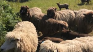 Leicester longwool ewes and lambs- Carmarthen