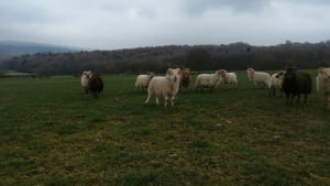 Birth registered Boreray Tup Lambs- Derbyshire