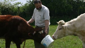The potential power of embryo work: The Northern Dairy Shorthorn
