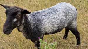 Black Leicester longwool. Shearling ewe registered- Bedfordshire